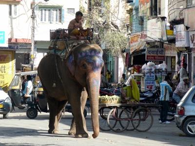 Streets of udaipur - sorry could not find a  camal